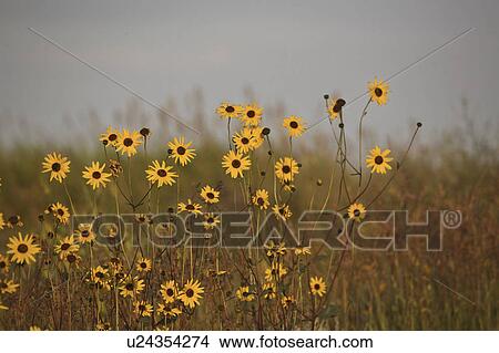 saskatchewan, flowers, scenic, ditch, roadside, blanker View Large Photo Image Picture - saskatchewan, flowers, scenic, ditch, roadside, blanker. Fotosearch