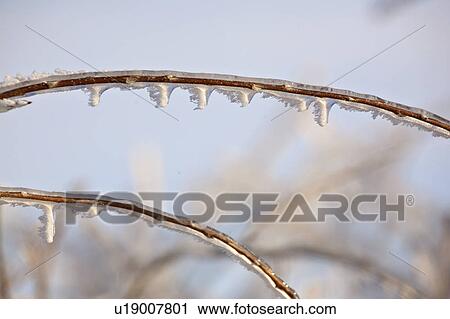 saskatchewan, frost, scenic, branches, covered, hoar View Large Photo Image Stock Image - saskatchewan, frost, scenic, branches, covered, hoar. Fotosearch