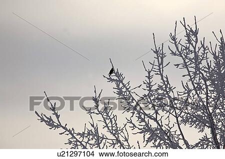 saskatchewan, frost, scenic, tree, covered, bird View Large Photo Image Picture - saskatchewan, frost, scenic, tree, covered, bird. Fotosearch