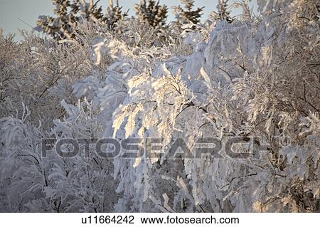 Stock Image - saskatchewan, frost, scenic, trees, covered, hoar. Fotosearch