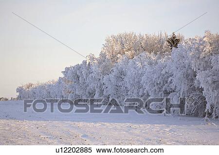 saskatchewan, frost, scenic, trees, covered, hoar View Large Photo Image Stock Photography - saskatchewan, frost, scenic, trees, covered, hoar. Fotosearch