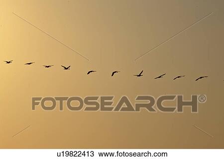 Stock Image - saskatchewan, geese, scenic, sunset, flight, canada. Fotosearch