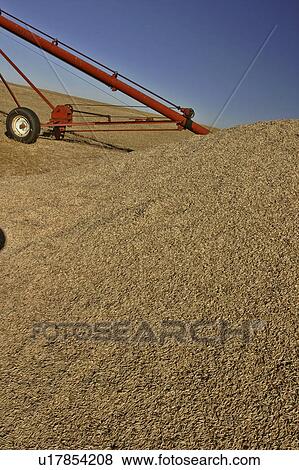 saskatchewan, grain, scenic, field, piled, excess View Large Photo Image Stock Photo - saskatchewan, grain, scenic, field, piled, excess. Fotosearch