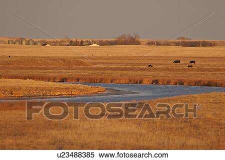 Stock Photography - saskatchewan, grazing, scenic, courval, sunrise, cattle. Fotosearch