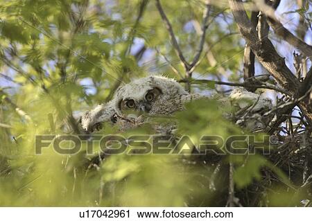 Stock Image - saskatchewan, great, scenic, owls, horned, young. Fotosearch