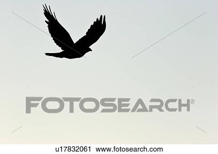 saskatchewan, harrier, southern, scenic, flight, northern View Large Photo Image Stock Image - saskatchewan, harrier, southern, scenic, flight, northern. Fotosearch
