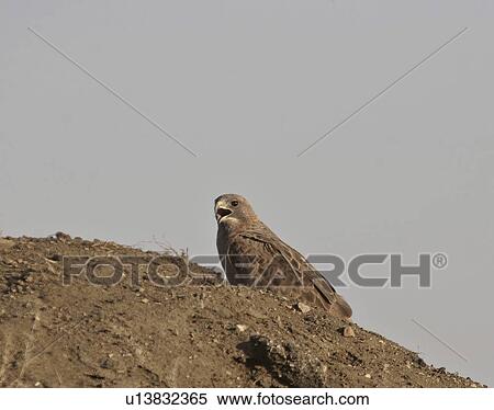 Stock Photography - saskatchewan, hawk, scenic, pile, gravel, swainsons. Fotosearch