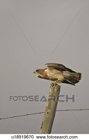 Stock Image - saskatchewan, hawk, southern, scenic, post, swainsons. Fotosearch