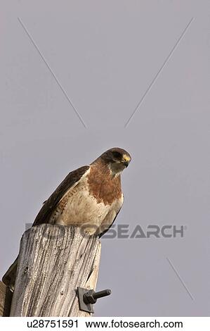 Stock Image - saskatchewan, hawk, southern, scenic, powerpole, swainsons. Fotosearch