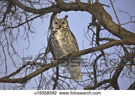 Stock Image - saskatchewan, horned, scenic, tree, owl, great. Fotosearch