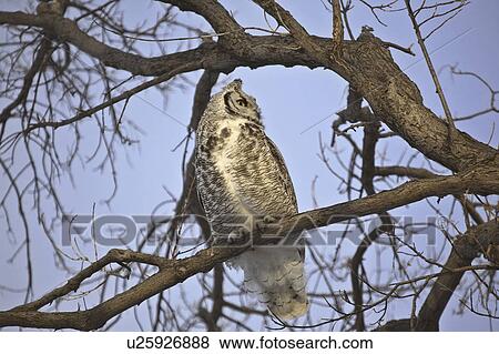 saskatchewan, horned, scenic, tree, owl, great View Large Photo Image Stock Photo - saskatchewan, horned, scenic, tree, owl, great. Fotosearch