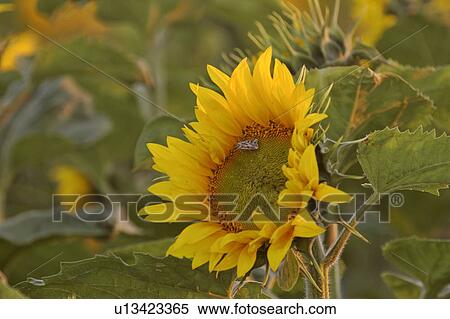 saskatchewan, inside, southern, scenic, sunflower, moth View Large Photo Image Stock Photography - saskatchewan, inside, southern, scenic, sunflower, moth. Fotosearch