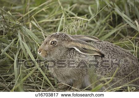 saskatchewan, jackrabbit, scenic, grass, hiding, whitetailed View Large Photo Image Stock Photo - saskatchewan, jackrabbit, scenic, grass, hiding, whitetailed. Fotosearch