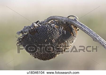 Picture - saskatchewan, killed, scenic, head, sunflower, frost. Fotosearch
