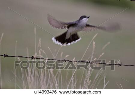 Stock Photograph - saskatchewan, kingbird, southern, scenic, flight, eastern. Fotosearch