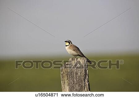 saskatchewan, lark, scenic, post, perched, horned View Large Photo Image Stock Image - saskatchewan, lark, scenic, post, perched, horned. Fotosearch