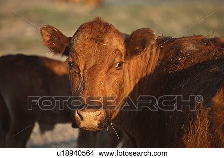 saskatchewan, livestock, part, important, farming, agriculture View Large Photo Image Picture - saskatchewan, livestock, part, important, farming, agriculture. Fotosearch