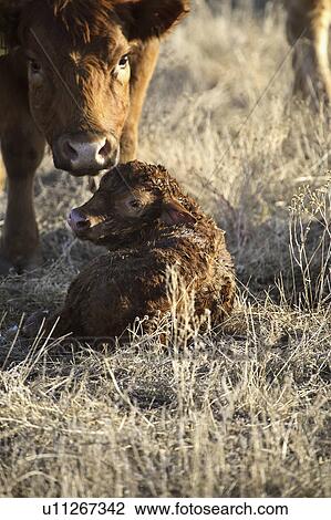Stock Image - saskatchewan, livestock, part, important, farming, agriculture. Fotosearch