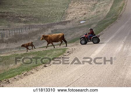 saskatchewan, livestock, part, important, farming, agriculture View Large Photo Image Stock Image - saskatchewan, livestock, part, important, farming, agriculture. Fotosearch