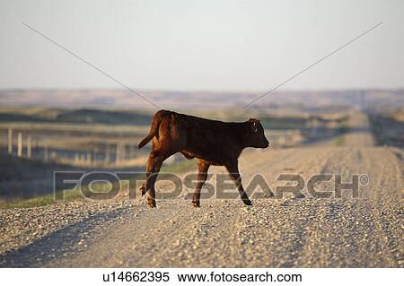 saskatchewan, livestock, part, important, farming, agriculture View Large Photo Image Stock Photography - saskatchewan, livestock, part, important, farming, agriculture. Fotosearch