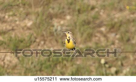 Stock Image - saskatchewan, meadowlark, scenic, strand, wire, western. Fotosearch