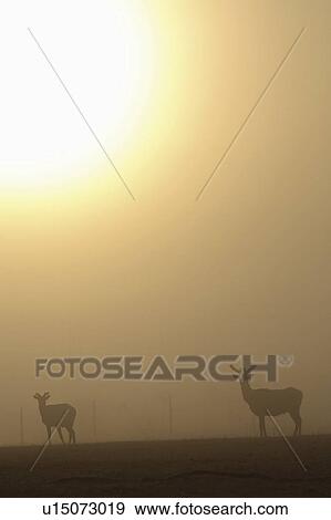 saskatchewan, morning, scenic, elk, fog, sunrise View Large Photo Image Stock Photo - saskatchewan, morning, scenic, elk, fog, sunrise. Fotosearch