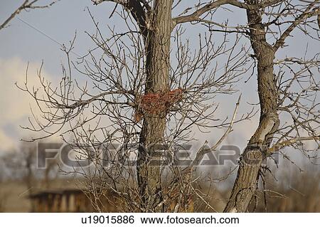 saskatchewan, nest, scenic, twine, made, bird View Large Photo Image Stock Photograph - saskatchewan, nest, scenic, twine, made, bird. Fotosearch