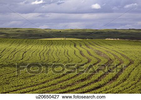 Stock Photo - saskatchewan, new, scenic, crop, growing, rows. Fotosearch