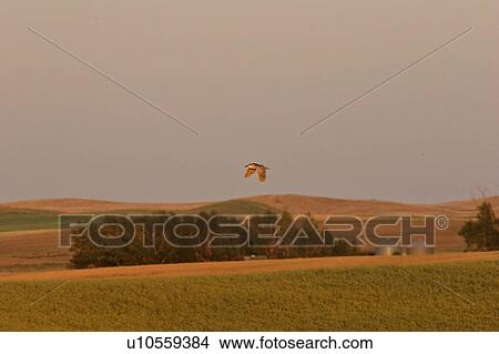 saskatchewan, nightheron, southern, scenic, flight, blackcrowned View Large Photo Image Picture - saskatchewan, nightheron, southern, scenic, flight, blackcrowned. Fotosearch