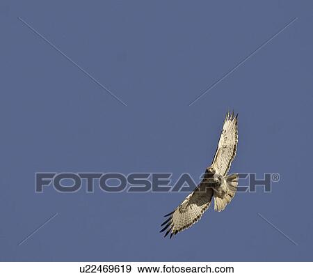 Stock Photo - saskatchewan, northern, scenic, flight, harrier, male. Fotosearch