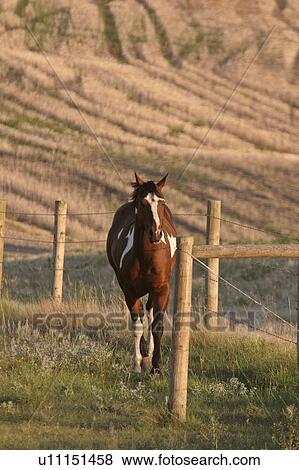 Stock Photo - saskatchewan, pasture, southern, scenic, sunset, horse. Fotosearch