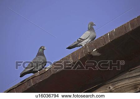saskatchewan, pigeonson, scenic, edge, roof, feral View Large Photo Image Picture - saskatchewan, pigeonson, scenic, edge, roof, feral. Fotosearch