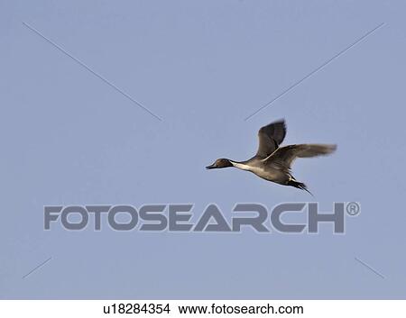 saskatchewan, pintail, scenic, flight, duck, northern View Large Photo Image Picture - saskatchewan, pintail, scenic, flight, duck, northern. Fotosearch