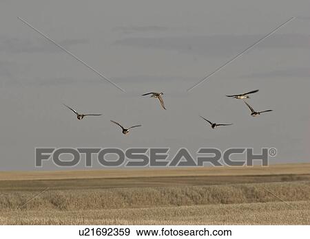 saskatchewan, pintail, scenic, flight, ducks, northern View Large Photo Image Stock Photo - saskatchewan, pintail, scenic, flight, ducks, northern. Fotosearch