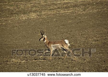 saskatchewan, pronghorn, scenic, field, antelope, male View Large Photo Image Stock Photography - saskatchewan, pronghorn, scenic, field, antelope, male. Fotosearch