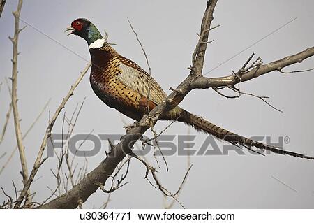 Stock Image - saskatchewan, ringnecked, scenic, tree, pheasant, male. Fotosearch