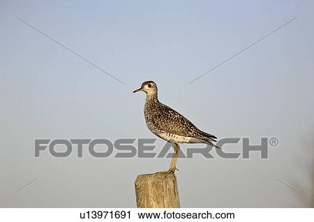 saskatchewan, sandpiper, scenic, post, fence, upland View Large Photo Image Stock Image - saskatchewan, sandpiper, scenic, post, fence, upland. Fotosearch