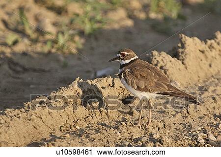 Stock Image - saskatchewan, shorebird, southern, scenic, road, killdeer. Fotosearch