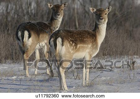 saskatchewan, sika, scenic, field, deer, two View Large Photo Image Stock Image - saskatchewan, sika, scenic, field, deer, two. Fotosearch
