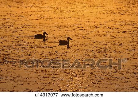 saskatchewan, slough, southern, scenic, sunset, ducks View Large Photo Image Stock Photo - saskatchewan, slough, southern, scenic, sunset, ducks. Fotosearch