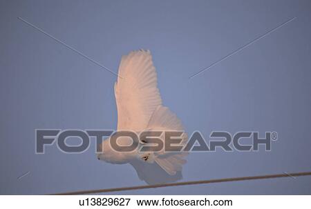 saskatchewan, snowy, scenic, flight, owl, male View Large Photo Image Stock Photo - saskatchewan, snowy, scenic, flight, owl, male. Fotosearch