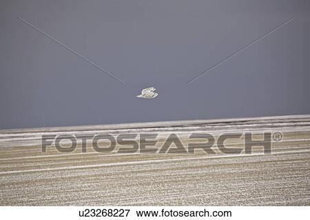 Stock Photo - saskatchewan, snowy, scenic, flight, owl, female. Fotosearch