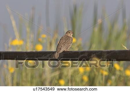 Stock Photo - saskatchewan, sparrow, southern, scenic, railing, savannah. Fotosearch