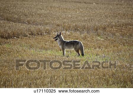 Stock Photography - saskatchewan, standing, scenic, field, stubble, coyote. Fotosearch