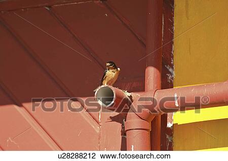 saskatchewan, swallow, scenic, pipe, perched, barn View Large Photo Image Stock Image - saskatchewan, swallow, scenic, pipe, perched, barn. Fotosearch