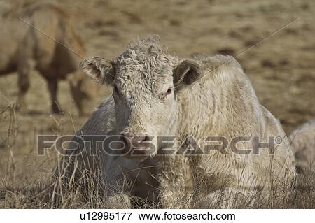 Stock Photo - saskatchewan, taking, scenic, grazing, rest, cow. Fotosearch