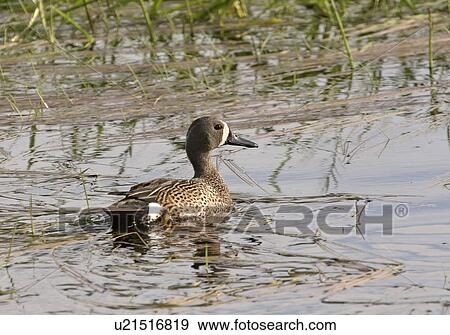saskatchewan, teal, scenic, slough, duck, bluewinged View Large Photo Image Stock Photo - saskatchewan, teal, scenic, slough, duck, bluewinged. Fotosearch