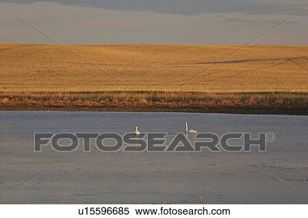 saskatchewan, tundra, scenic, river, swans, two View Large Photo Image Stock Photography - saskatchewan, tundra, scenic, river, swans, two. Fotosearch