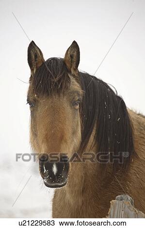 Stock Image - saskatchewan, up, scenic, winter, horse, close. Fotosearch