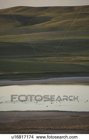 Picture - saskatchewan, waterbirds, scenic, coteau, missouri, pothole. Fotosearch